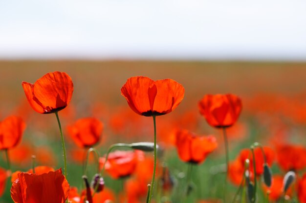 Campo di papaveri. Un bel campo di papaveri in fiore. Natura