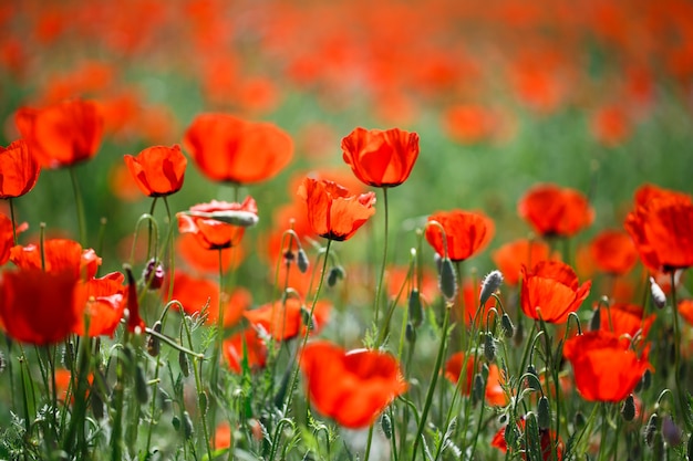 Campo di papaveri. Un bel campo di papaveri in fiore. Natura