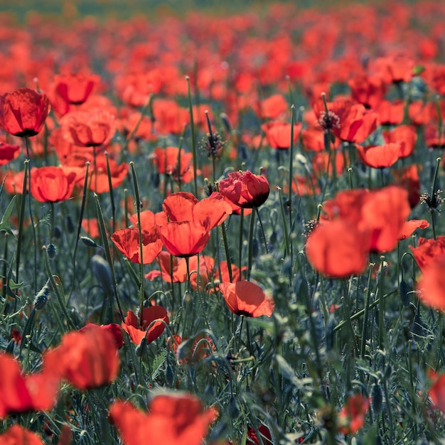 Campo di papaveri Un bel campo di papaveri in fiore