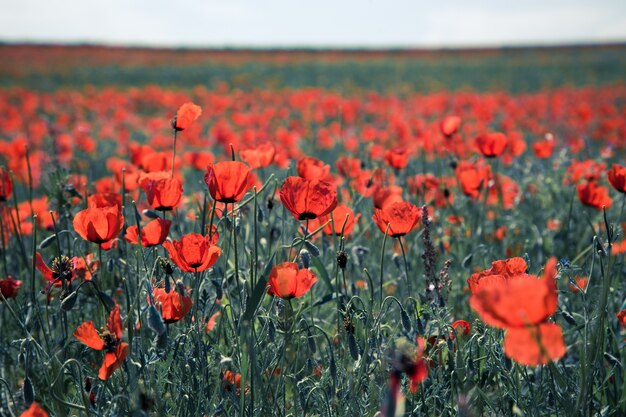 Campo di papaveri Un bel campo di papaveri in fiore