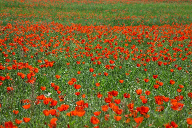 Campo di papaveri Un bel campo di papaveri in fiore