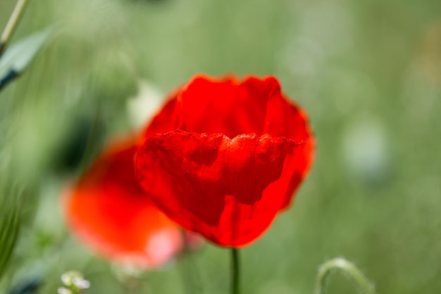 Campo di papaveri Un bel campo di papaveri in fiore