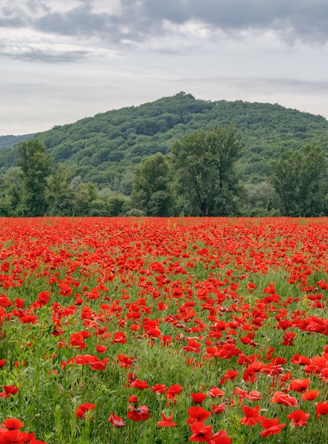 Campo di papaveri