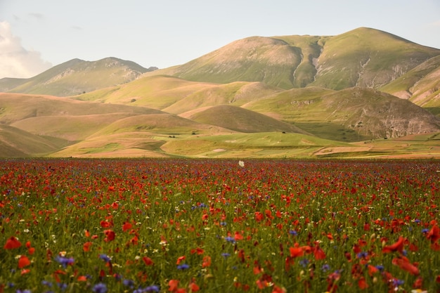 Campo di papavero contro le montagne a castelluccio