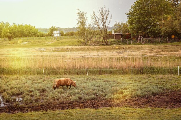 campo di pascolo verde con una mucca che mangia in riva al mare con un ponte e un sole splendente al tramonto