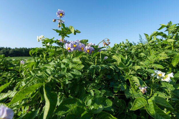 Campo di patate con cespugli verdi di patate fiorite