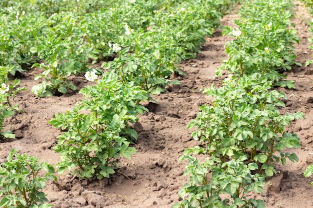 Campo di patate con germogli verdi di patate. Paesaggio con campi agricoli in tempo soleggiato