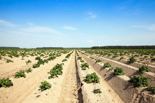 Campo di patate da agricoltura