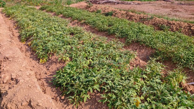 campo di patate dolci viola