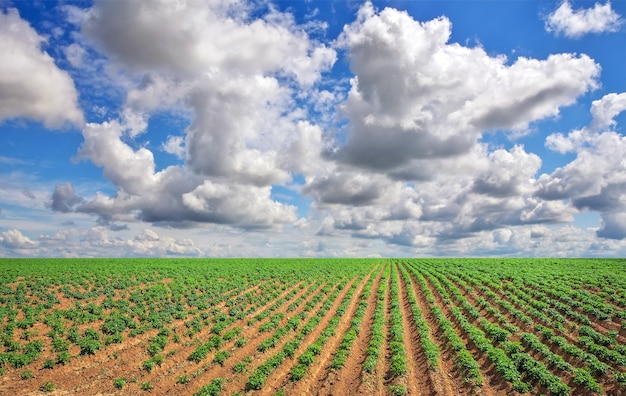 Campo di patate e cielo blu nuvoloso. Composizione della natura