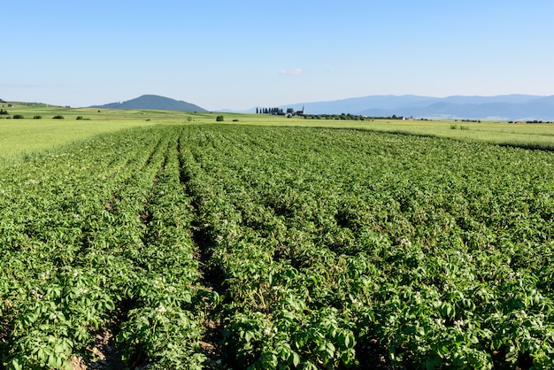 Campo di patate in estate in Romania, Transilvania.