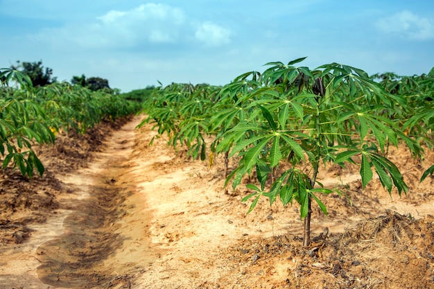 campo di patate paesaggio dopo la raccolta