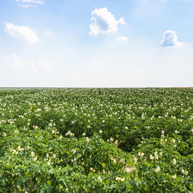 Campo di patate verdi in Francia