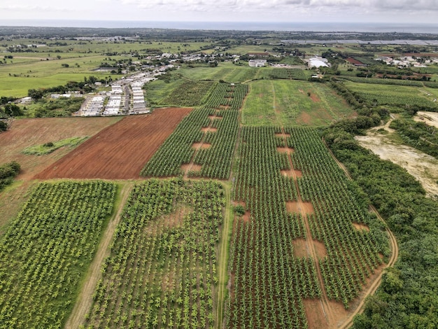 Campo di piantaggine a Moca PR