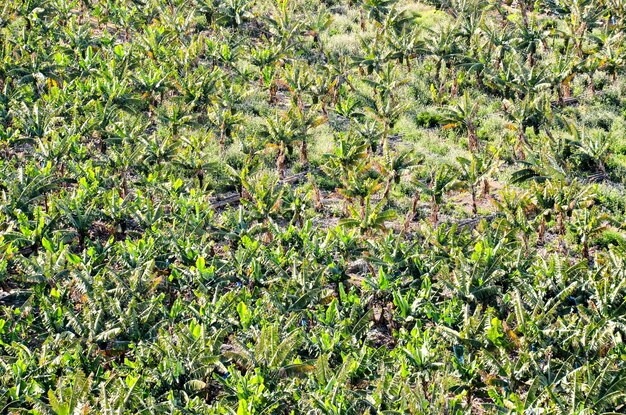 Campo di piantagione di banane nelle Isole Canarie