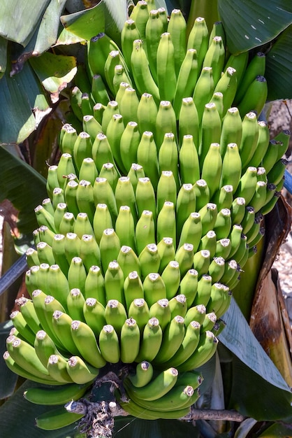 Campo di piantagione di banane nelle Isole Canarie