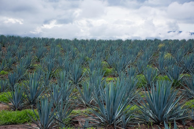 Campo di piantagioni di agave a Jalisco in Messico