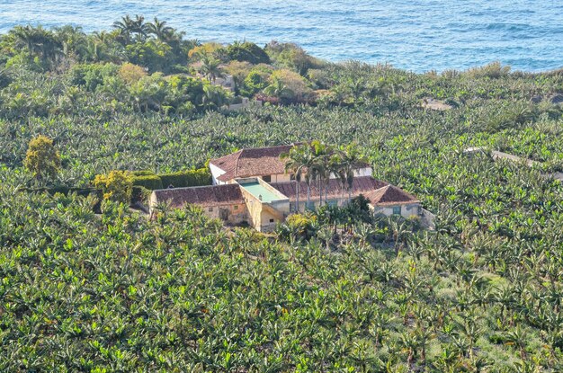 Campo di piantagioni di banane