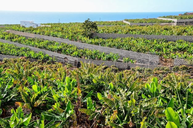 Campo di piantagioni di banane