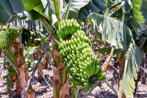 Campo di piantagioni di banane