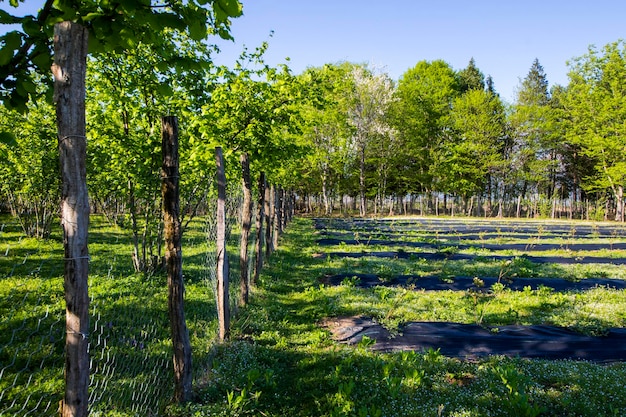 Campo di piantagioni di mirtilli nella fattoria di Samegrelo Georgia
