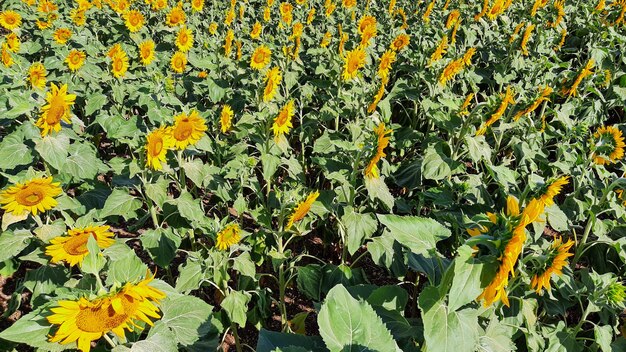 Campo di piante di sfondo giallo verde di fiori di girasoli naturali