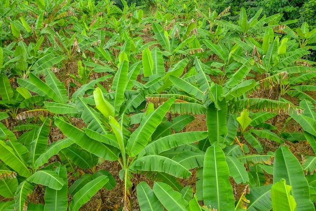 Campo di piante verdi di Abaca