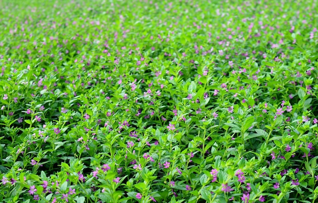 Campo di piccoli fiori viola in giardino con messa a fuoco selettiva