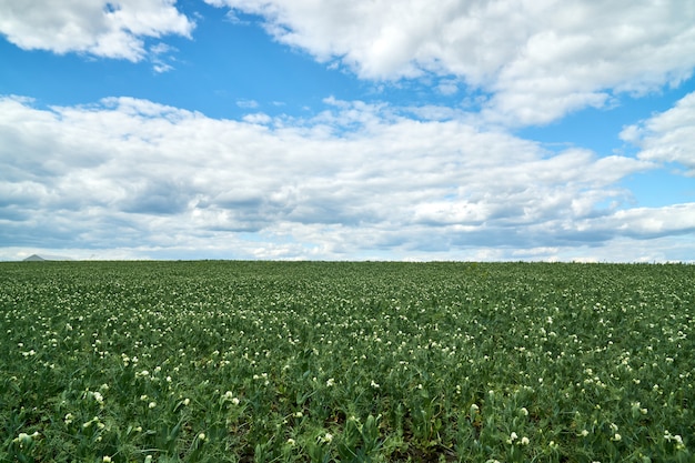 Campo di piselli in fiore in primavera