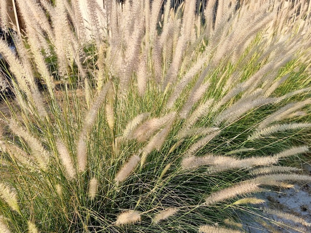 Campo di Poaceae in giardino