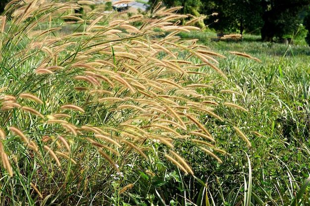 Campo di Poaceae in giardino