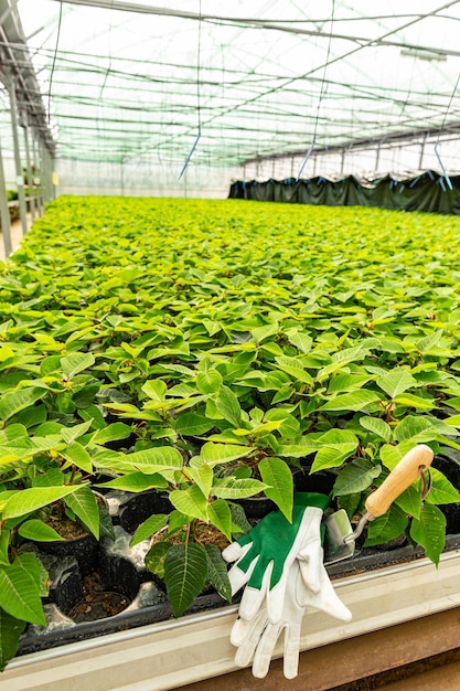 Campo di poinsettia verde