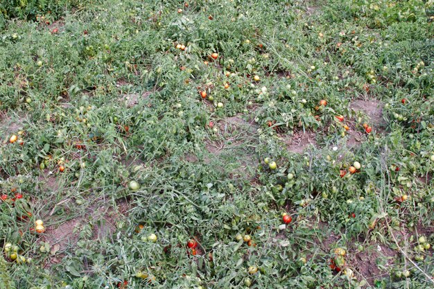 Campo di pomodori naturali e biologici