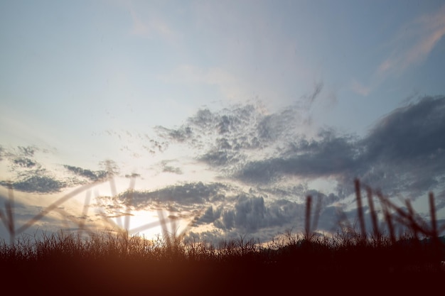 Campo di prato con uno sfondo di cielo all'alba