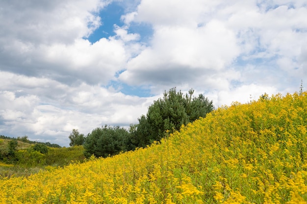 Campo di prato fiorito con fiori gialli di verga d'oro fiori di campo che sbocciano in natura sul cielo nuvoloso