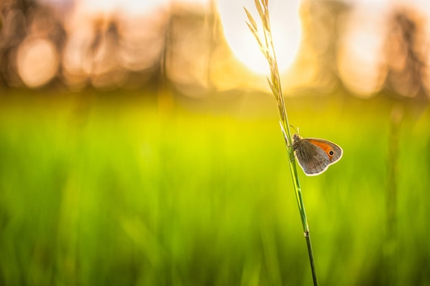 Campo di prato natura tramonto con concetto di sfondo primavera estate farfalla Bellissimo prato estivo