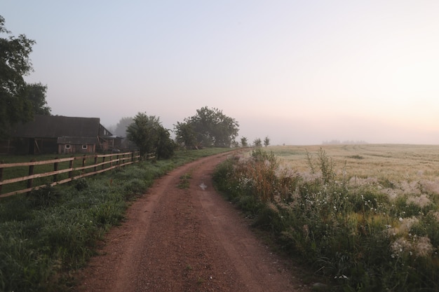 Campo di prato nebbioso atmosferico e paesaggio estivo all'alba