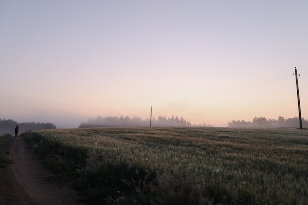 Campo di prato nebbioso atmosferico e paesaggio estivo all'alba