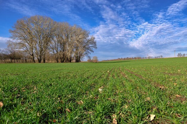 Campo di primavera con alberi e un cielo azzurro con nuvole bianche