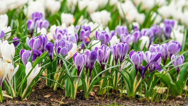 Campo Di Primavera Con Fiori Di Croco Colorati