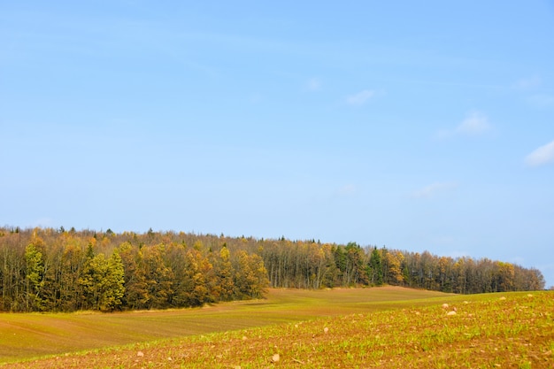 Campo di primavera