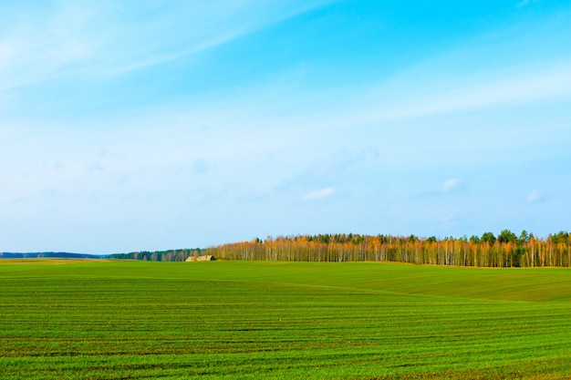 Campo di primavera