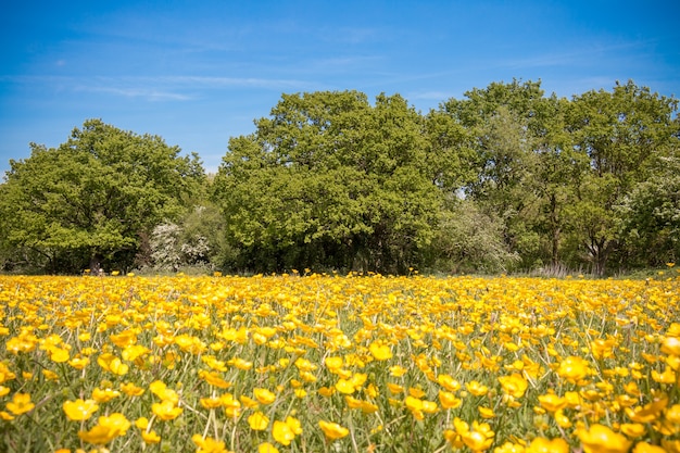 Campo di ranuncoli