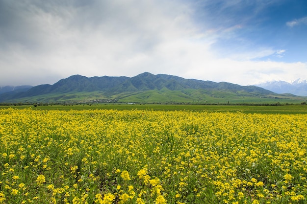 Campo di rap sullo sfondo di alte montagne Erbe estive in fiore Paesaggio primaverile Estate fuori città Kirghizistan