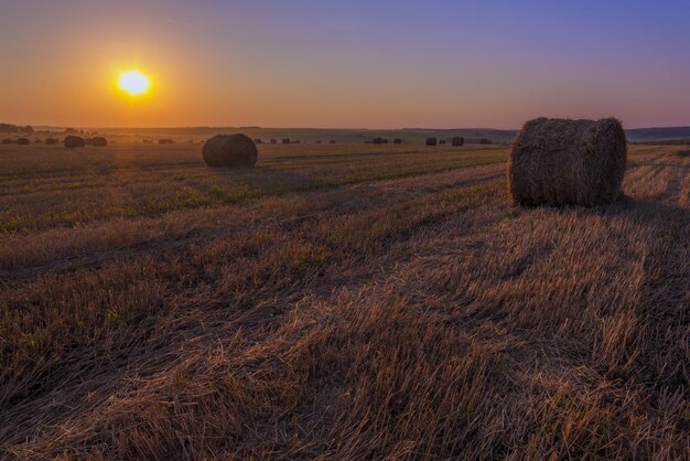 Campo di Rick alla luce dorata del tramonto