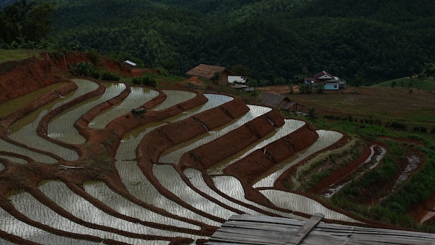 Campo di risaia a terrazze a Chiangmai