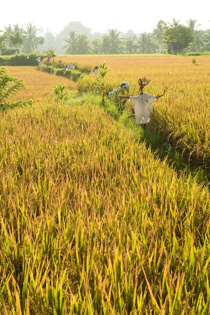 Campo di riso a Bali