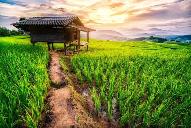 Campo di riso a Chiang Mai