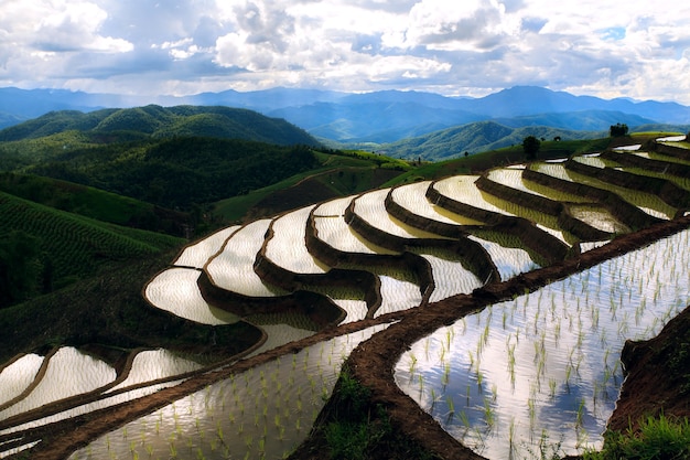 Campo di riso a terrazze in Chiangmai Thailandia