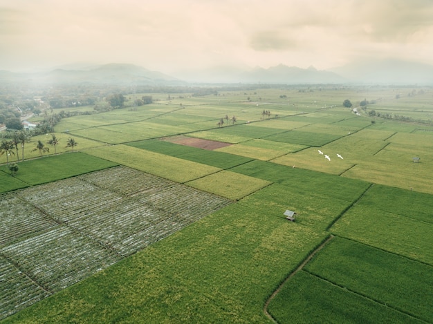 Campo di riso al mattino (aerea)